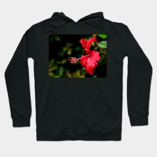 Dancing Red Hibiscus Hoodie